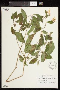 Impatiens pallida image