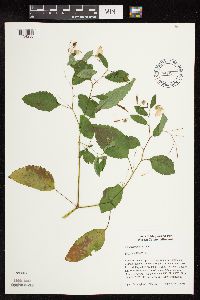 Impatiens pallida image