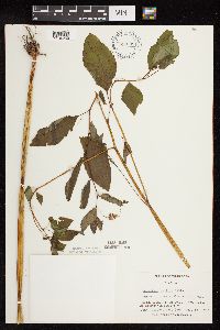 Impatiens pallida image