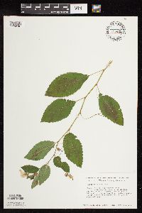 Impatiens pallida image