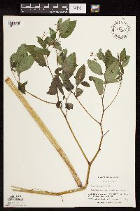 Impatiens pallida image