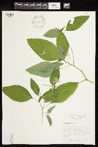 Impatiens pallida image