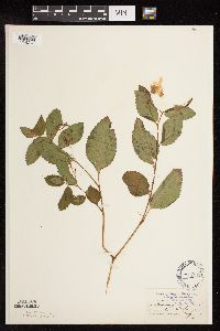 Impatiens pallida image