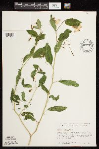 Impatiens pallida image