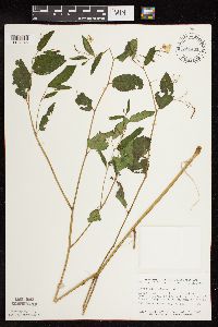 Impatiens pallida image