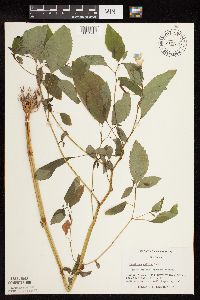 Impatiens pallida image