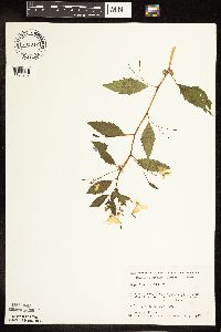 Impatiens pallida image