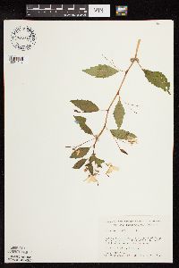 Impatiens pallida image