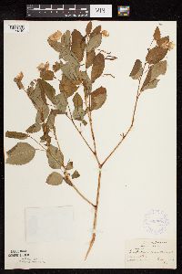 Impatiens pallida image