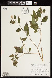 Impatiens pallida image