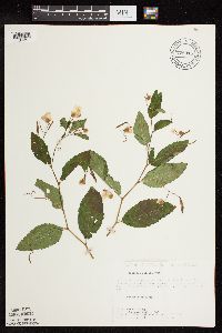 Impatiens pallida image