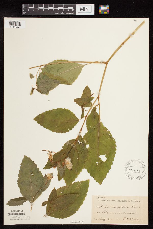 Impatiens pallida image