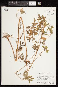 Impatiens pallida image