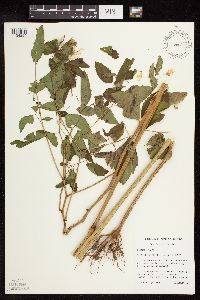 Impatiens pallida image