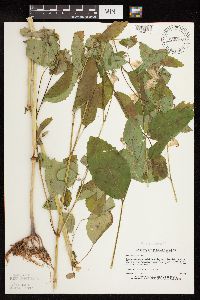 Impatiens pallida image