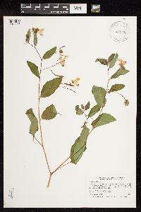 Impatiens pallida image