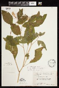 Impatiens pallida image