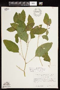 Impatiens pallida image