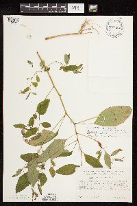 Impatiens pallida image