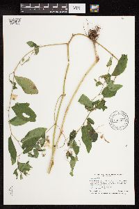 Impatiens pallida image