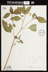 Impatiens pallida image