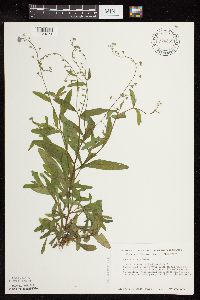 Myosotis laxa image