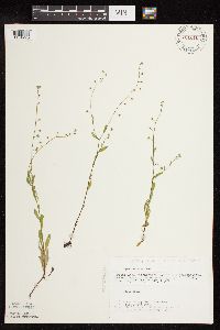 Myosotis laxa image