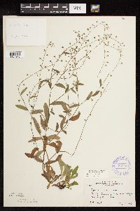 Myosotis scorpioides image