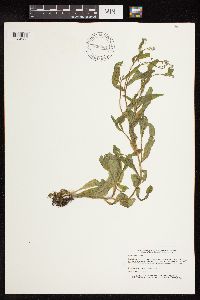 thumbnail image of current specimen