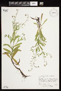 thumbnail image of current specimen
