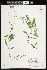 thumbnail image of current specimen