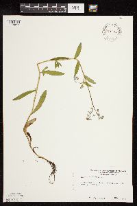 Myosotis scorpioides image