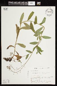 Myosotis scorpioides image