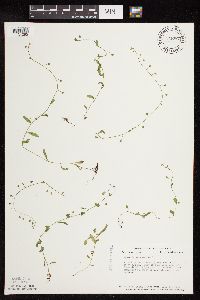 Myosotis scorpioides image