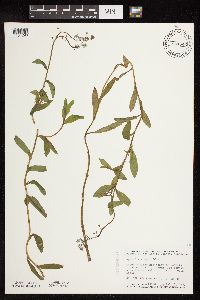 Myosotis scorpioides image