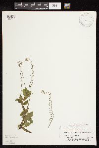 Myosotis scorpioides image