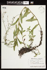 Myosotis scorpioides image