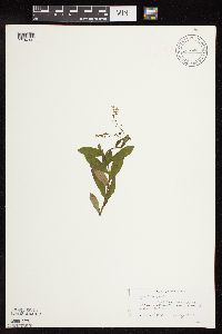 Myosotis scorpioides image