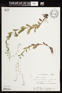 Myosotis scorpioides image