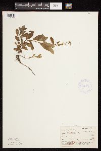 thumbnail image of current specimen