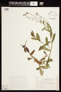 Myosotis scorpioides image