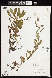 Myosotis scorpioides image