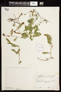 Myosotis scorpioides image