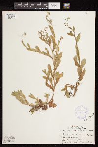 Myosotis scorpioides image