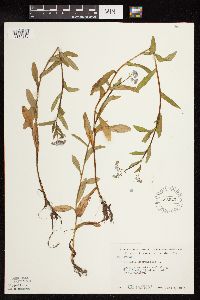 Myosotis scorpioides image