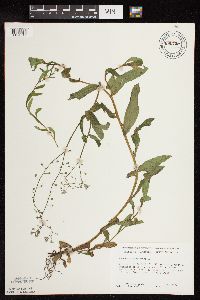 Myosotis scorpioides image