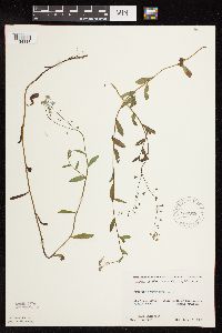 Myosotis scorpioides image