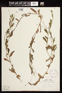 Myosotis scorpioides image