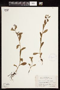 Myosotis scorpioides image