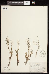 Myosotis scorpioides image